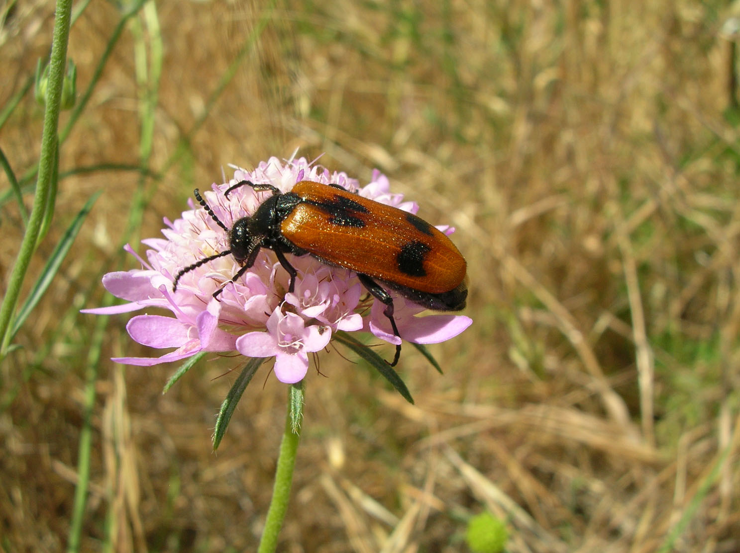 Altri coleotteri